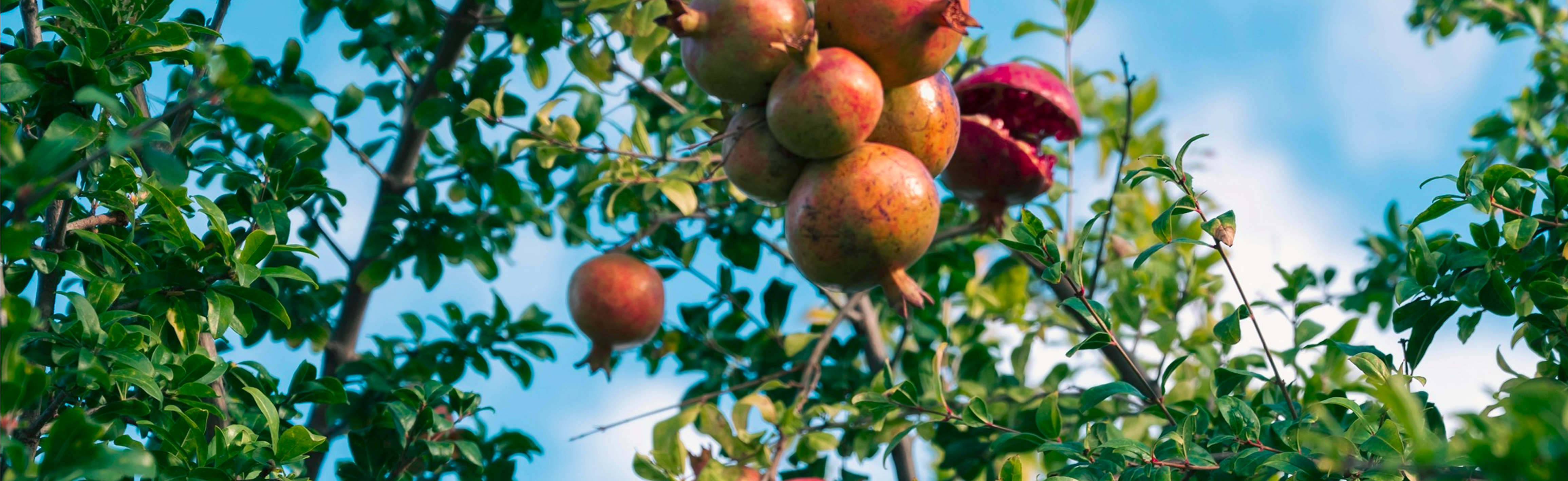 Compromiso medioambiental de Cofrutos